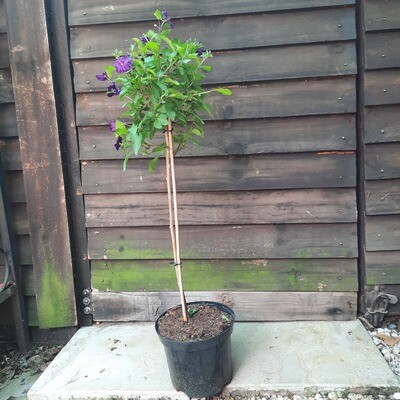 Solanum Purple Patio Standard 19cm Pot H800mm Solanum Purple Patio Standard 19cm Pot H800mm