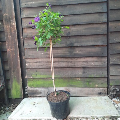 Solanum Purple Patio Standard 19cm Pot H800mm