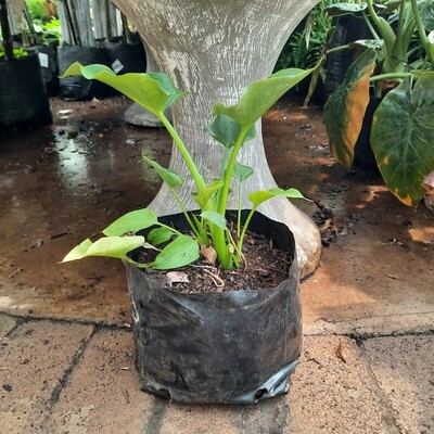 Arum lily "Varkore" 4 liter
