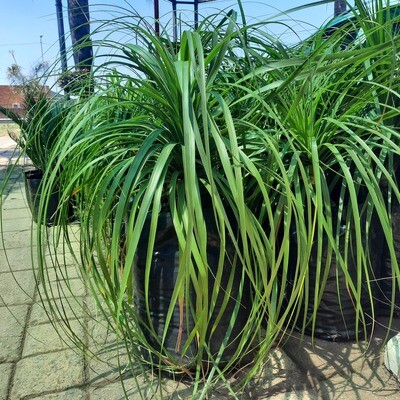 Ponytail Palms 20 Liters
