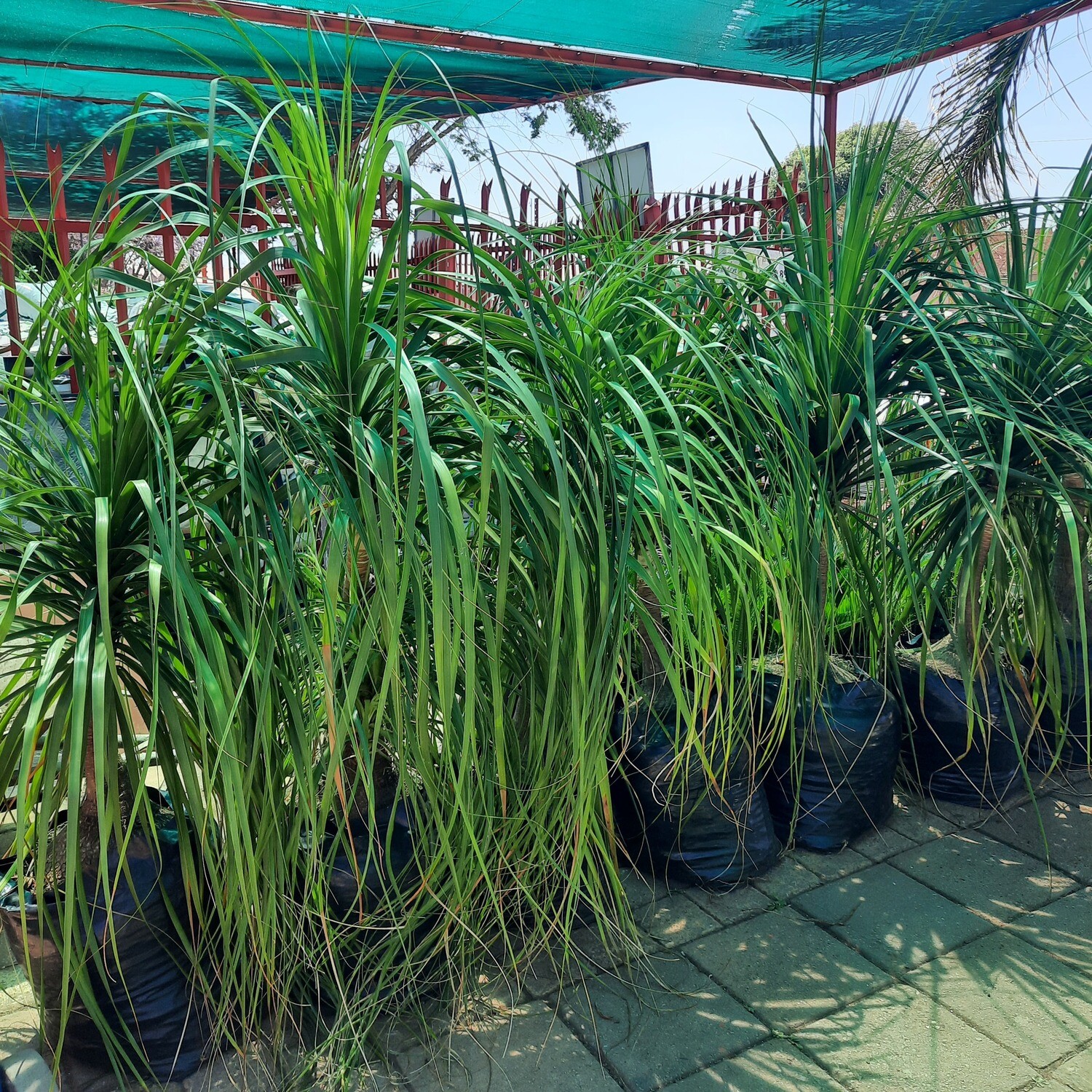 Ponytail Palms 40 Liters