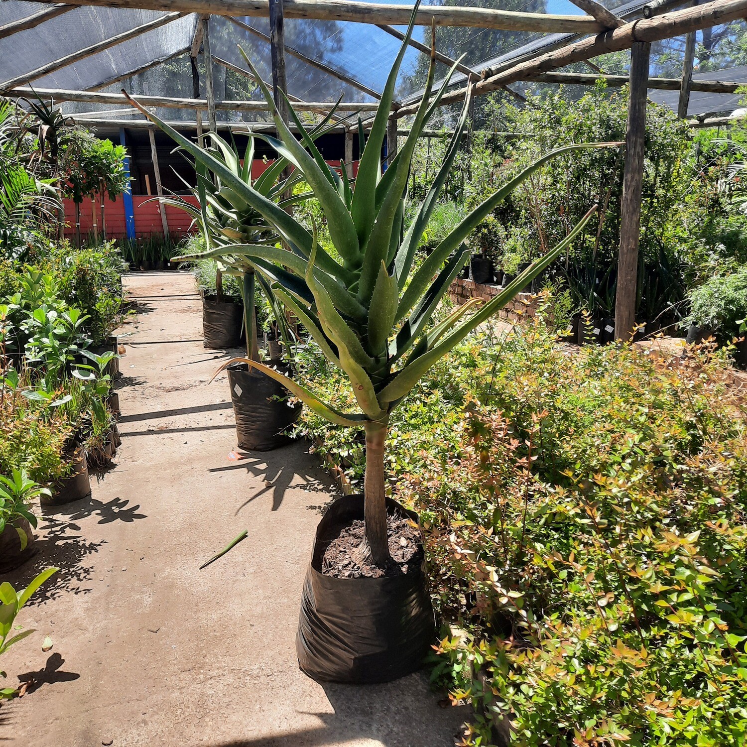 Aloe Barberae "Tree Aloe or Boom Aalwyn" 40 liters