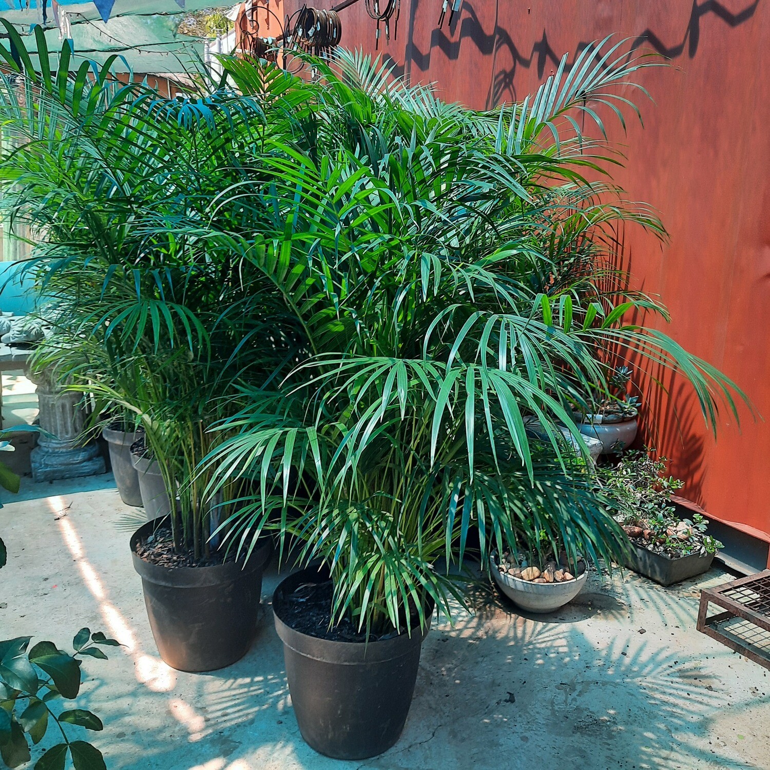 Bamboo Palm 35cm Pot