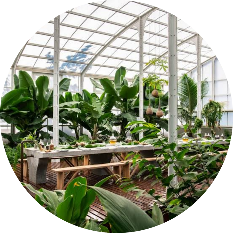 Indoor, Veranda and Lapa Pot Plants