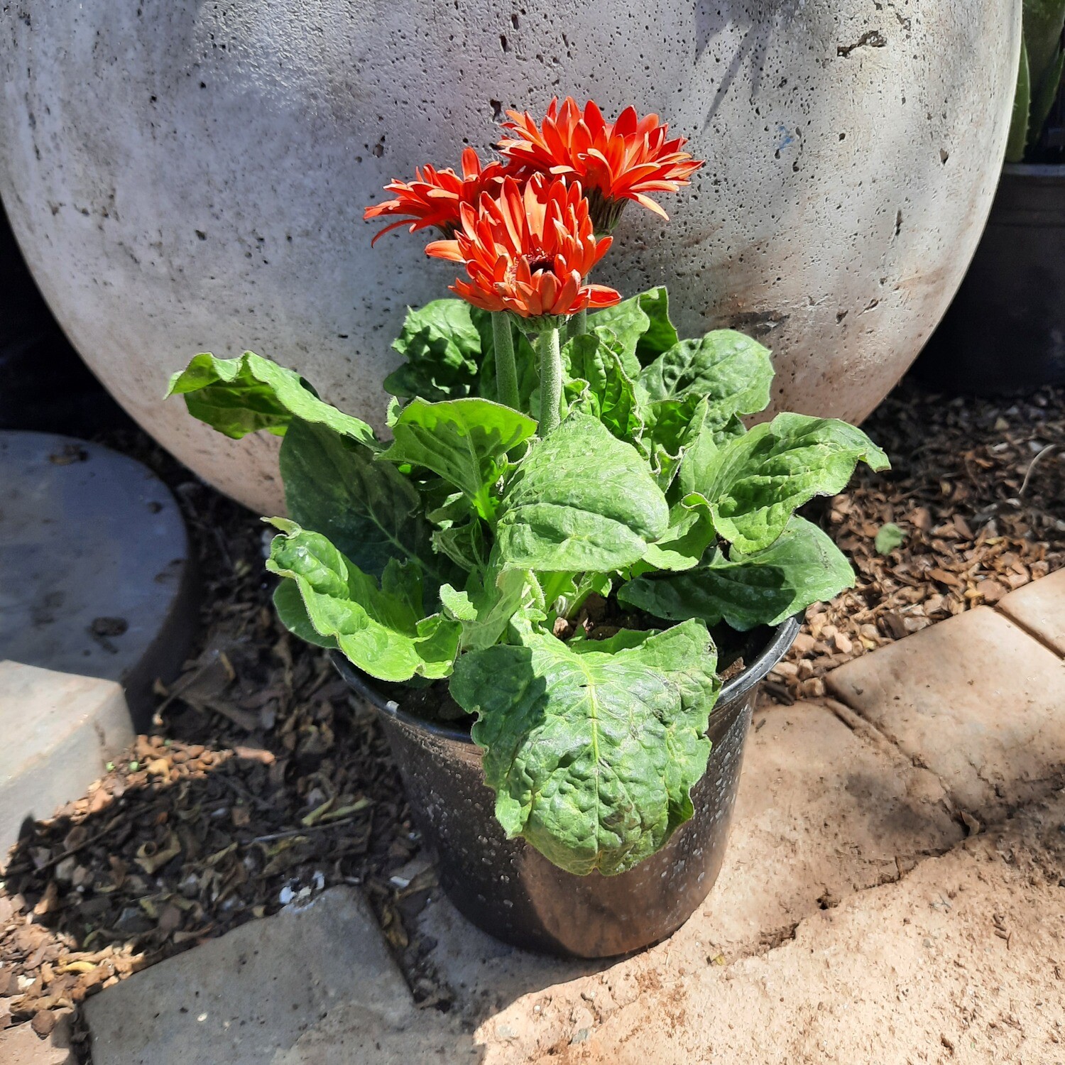 Gerbera Jamesonii Mixed Colours 15cm