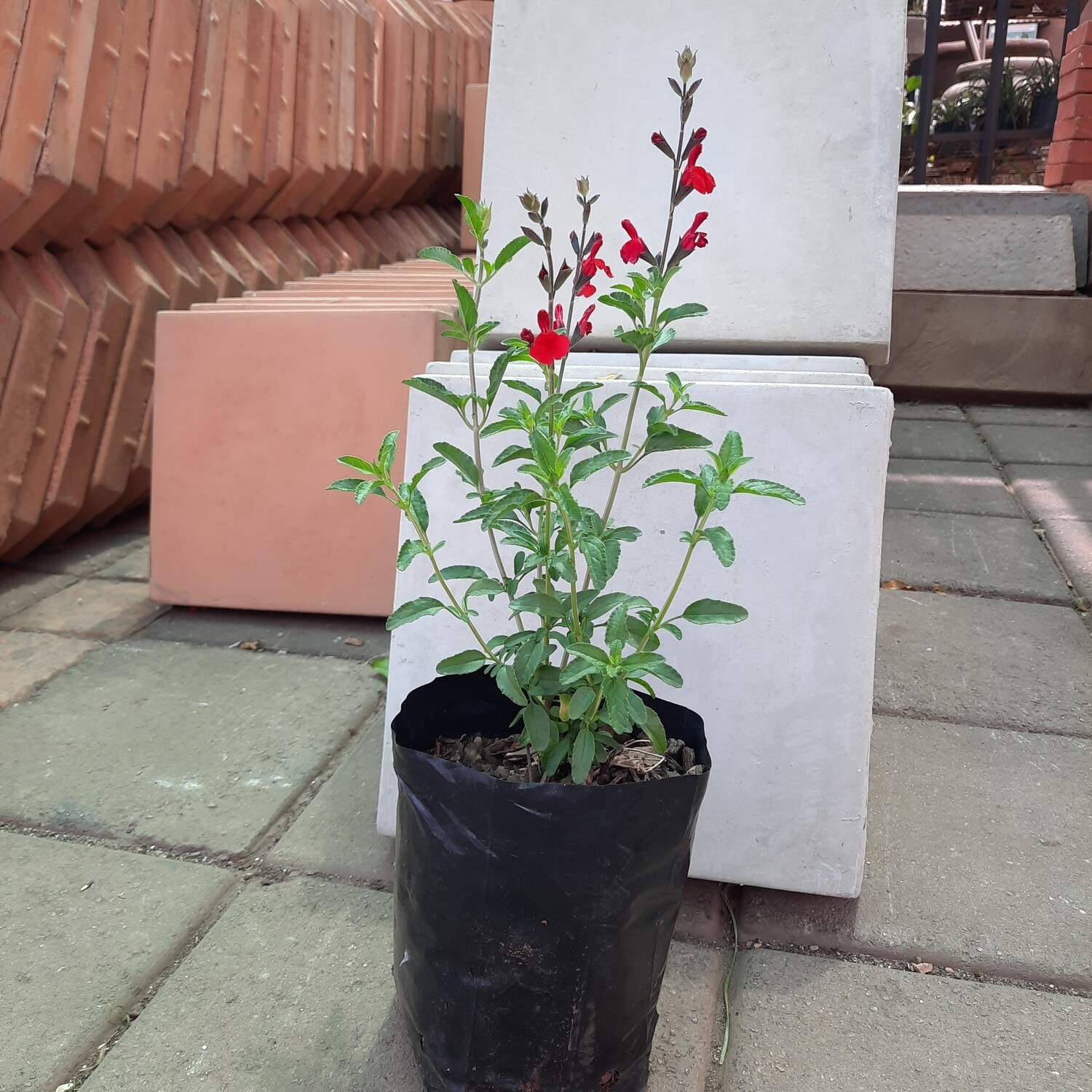 Salvia Red 4L
