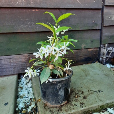 Star Jasmine (Trachelospermum Jasminoides) 1L
