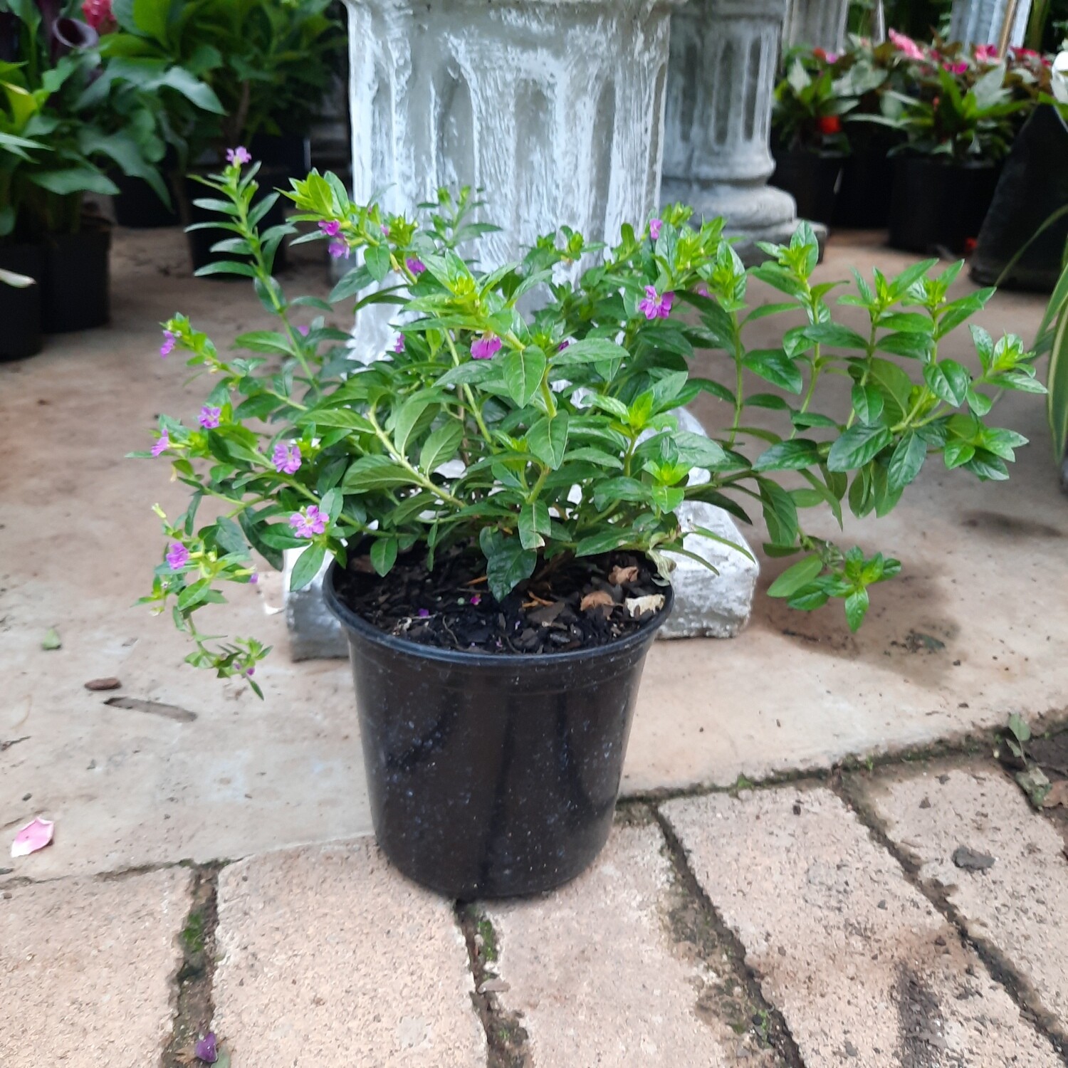 Cuphea Mexicana "Lilac" 15cm