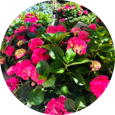 Plants