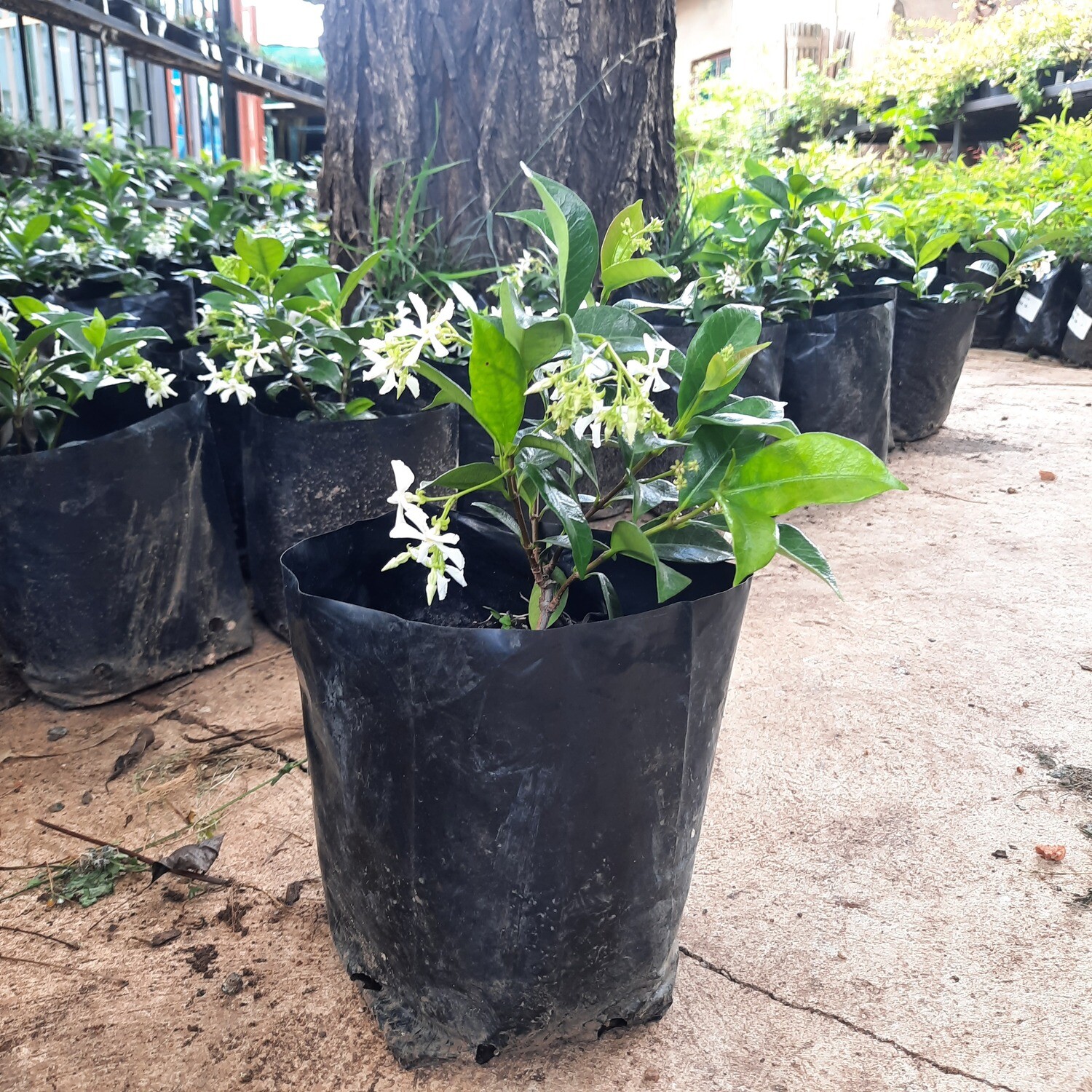 Star Jasmine 2L