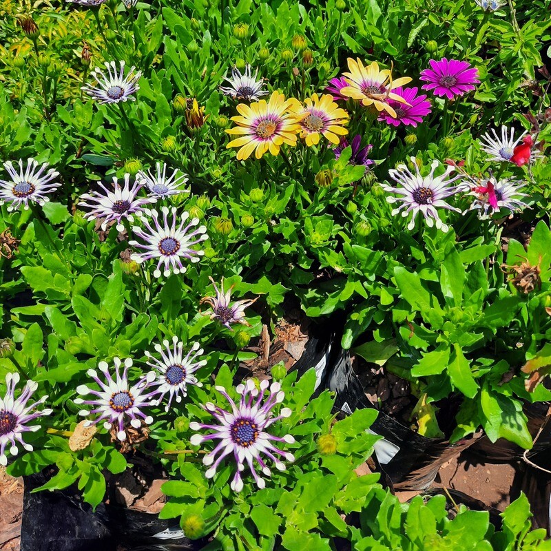 Osteospermum Mixed Colours 2L