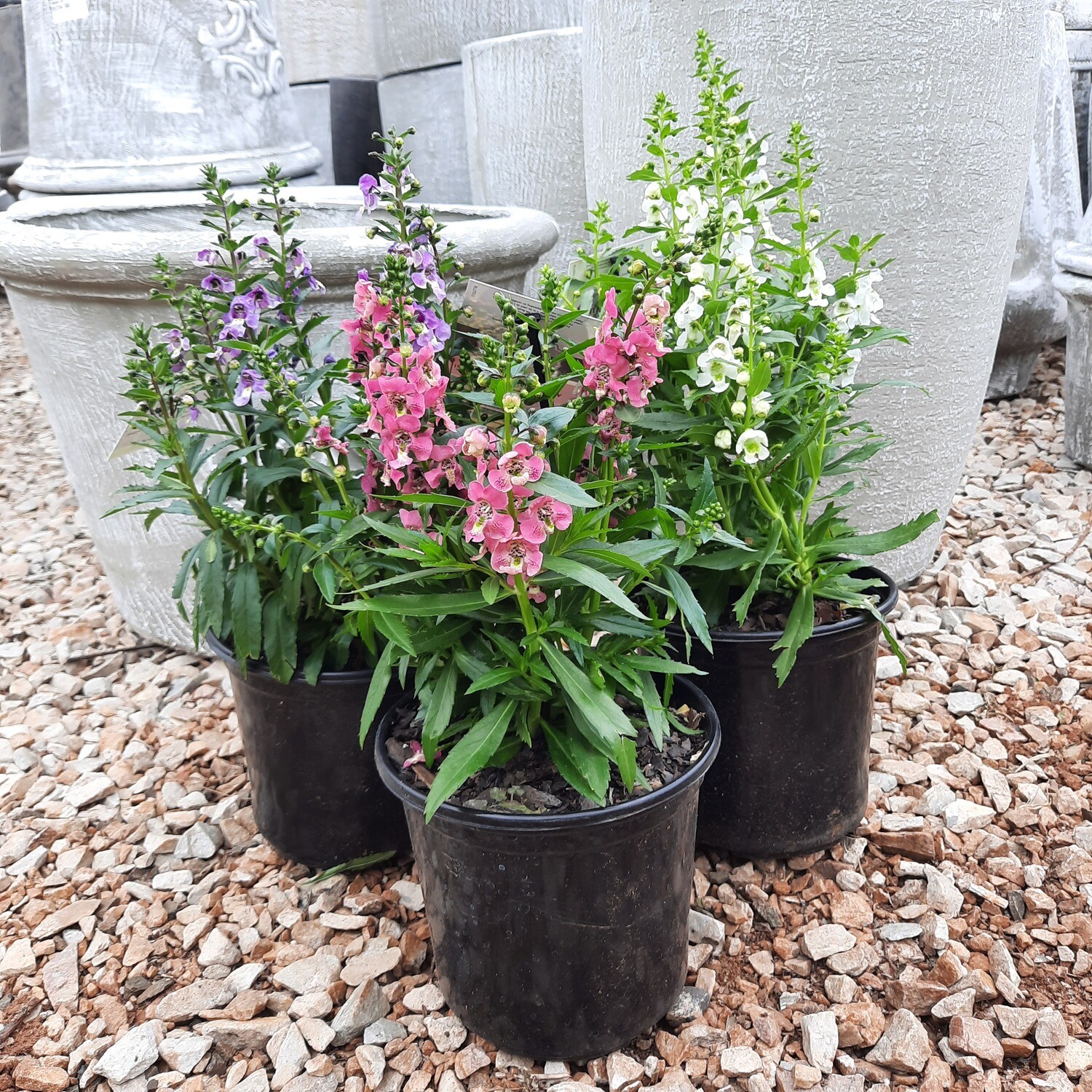 Angelonia Archangel Mixed Colours 17cm