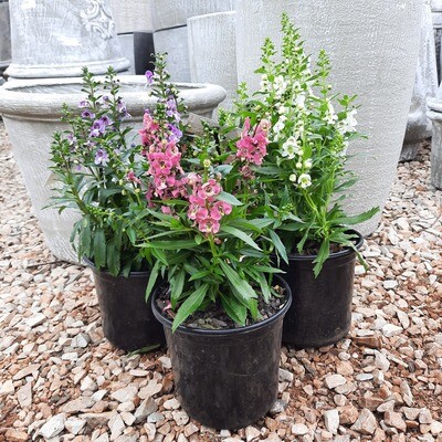 Angelonia Archangel Mixed Colours 15cm
