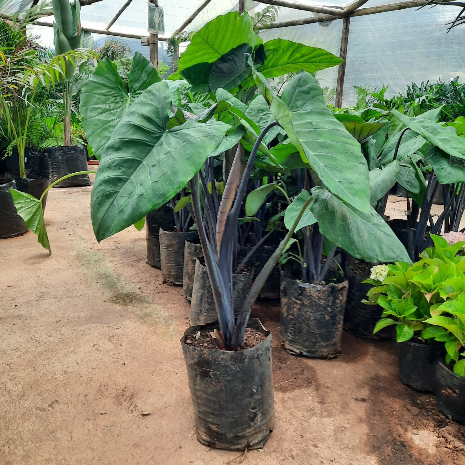 Xanthosoma Violacea (Black Elephant's Ear) 10L