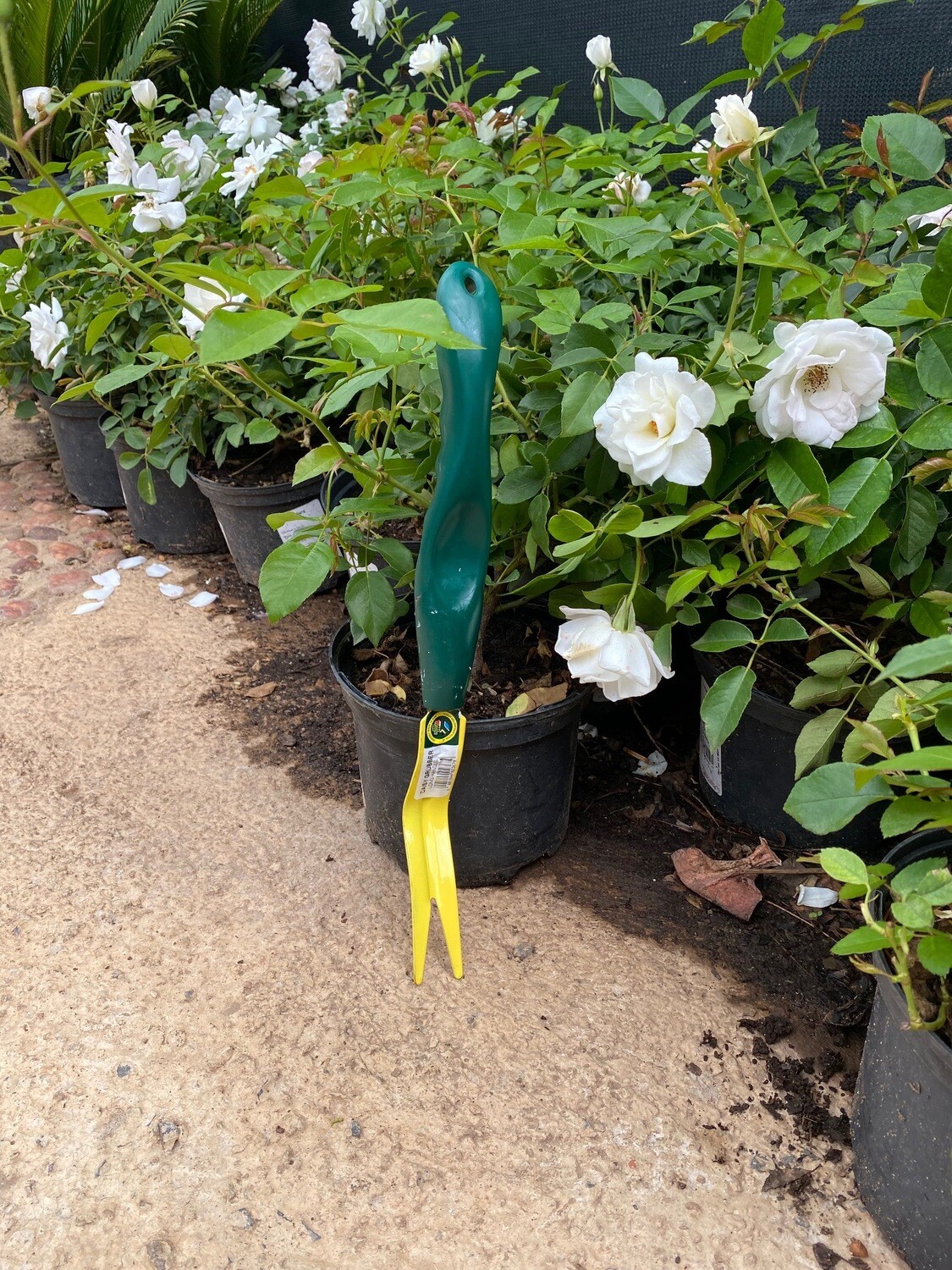 Daisy Grubber Long Poly Handle 360mm