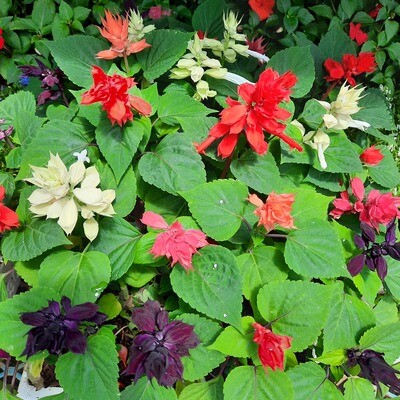 Salvia Dwarf Mixed Colours Seedlings 30 Pack