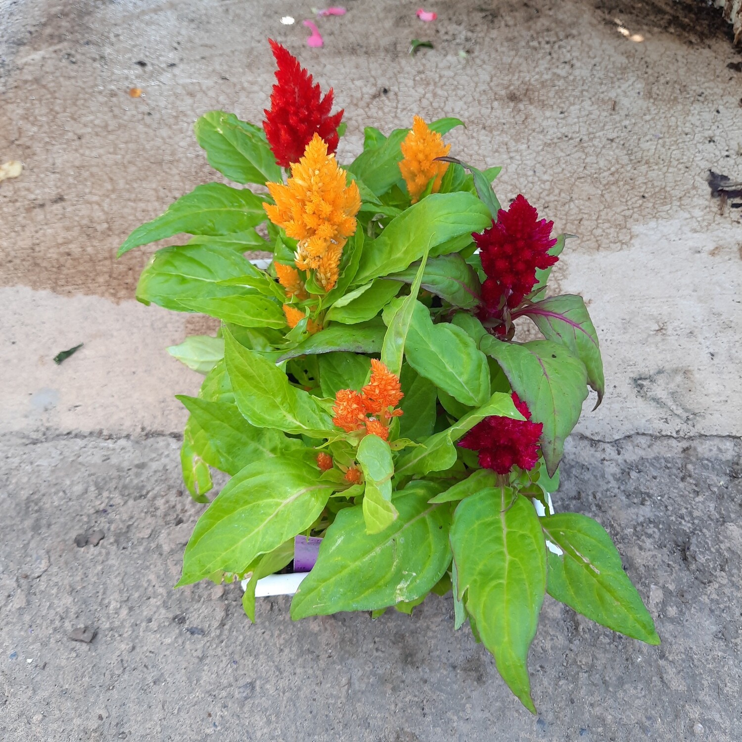 Celosia Mixed Colours Seedlings 6 Pack