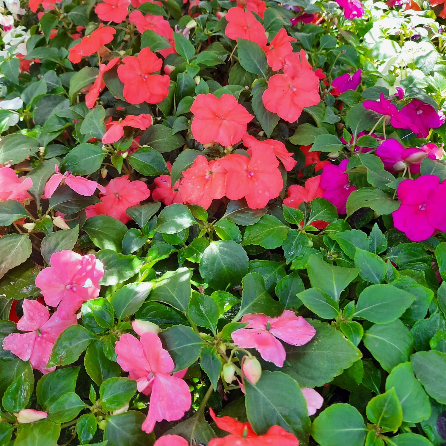 Impatiens Mixed Colours Seedlings 6 Pack