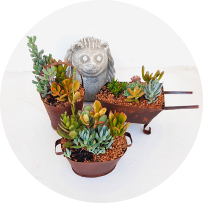Tin Planters with Succulent Mix