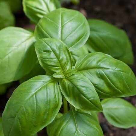 Basil - Sweet 12cm Pot