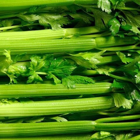Celery 12cm Pot