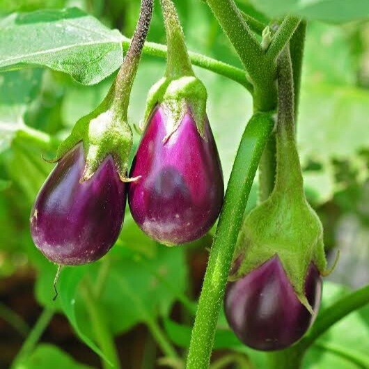 Egg Plant (Brinjal) 12cm Pot