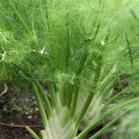 Fennel Florence 12cm Pot