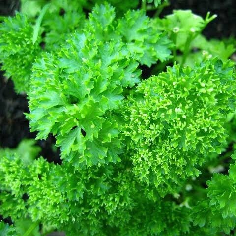 Parsley Moss Curled 12cm Pot