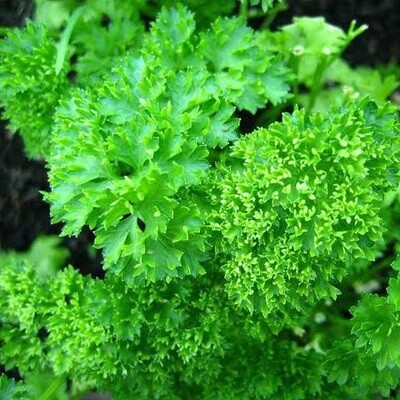 Parsley Moss Curled 12cm Pot