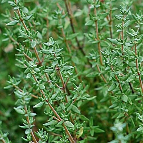 Thyme - French 12cm Pot