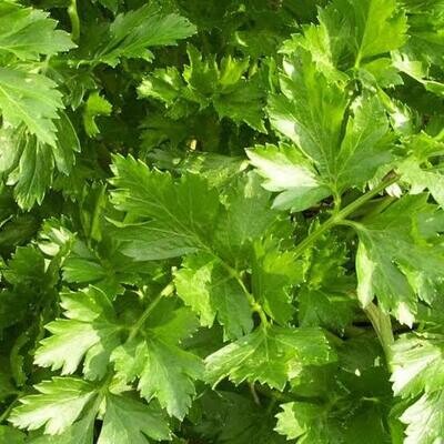 Parsley Italian Giant 12cm Pot