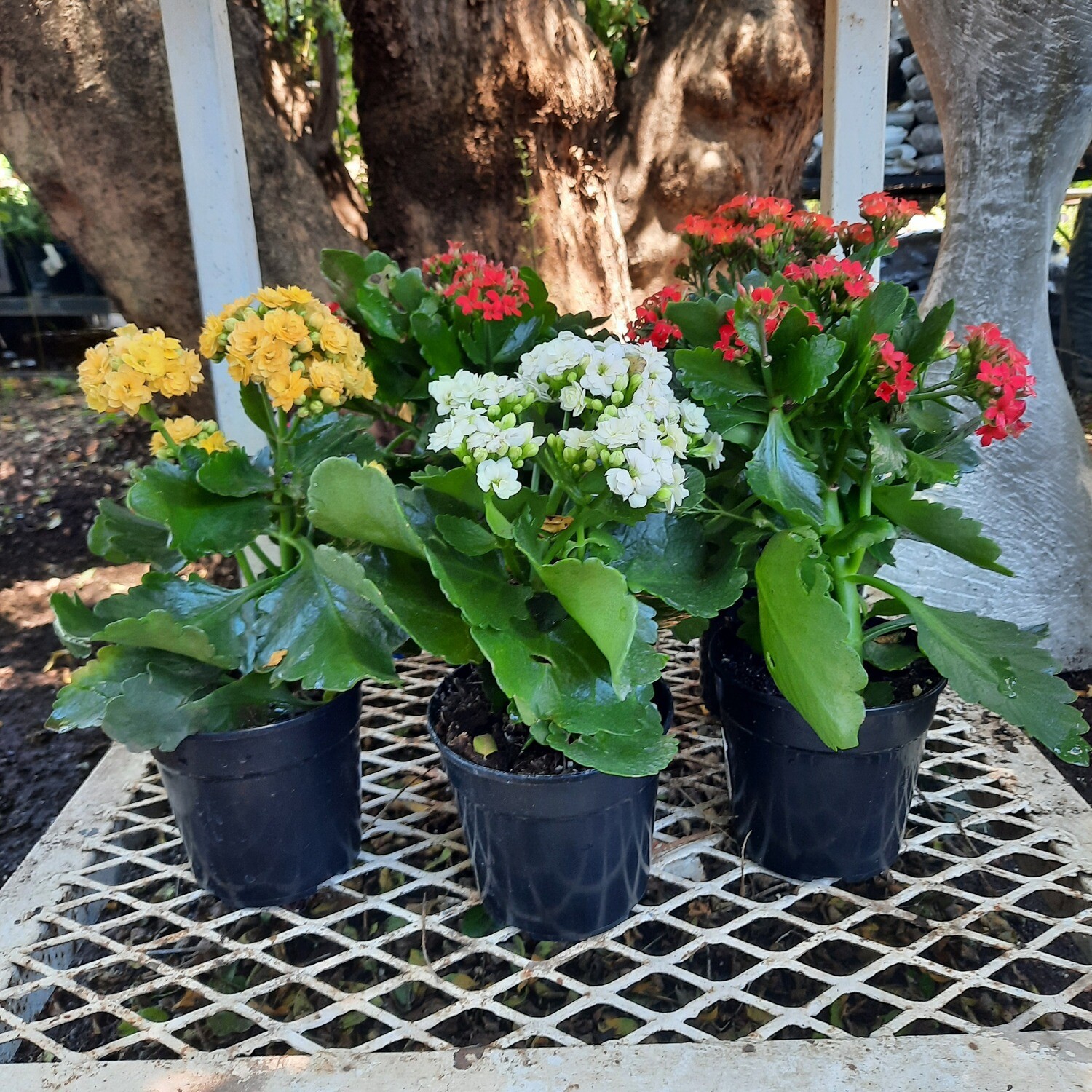 Kalanchoe Mixed Colours 12cm Pot