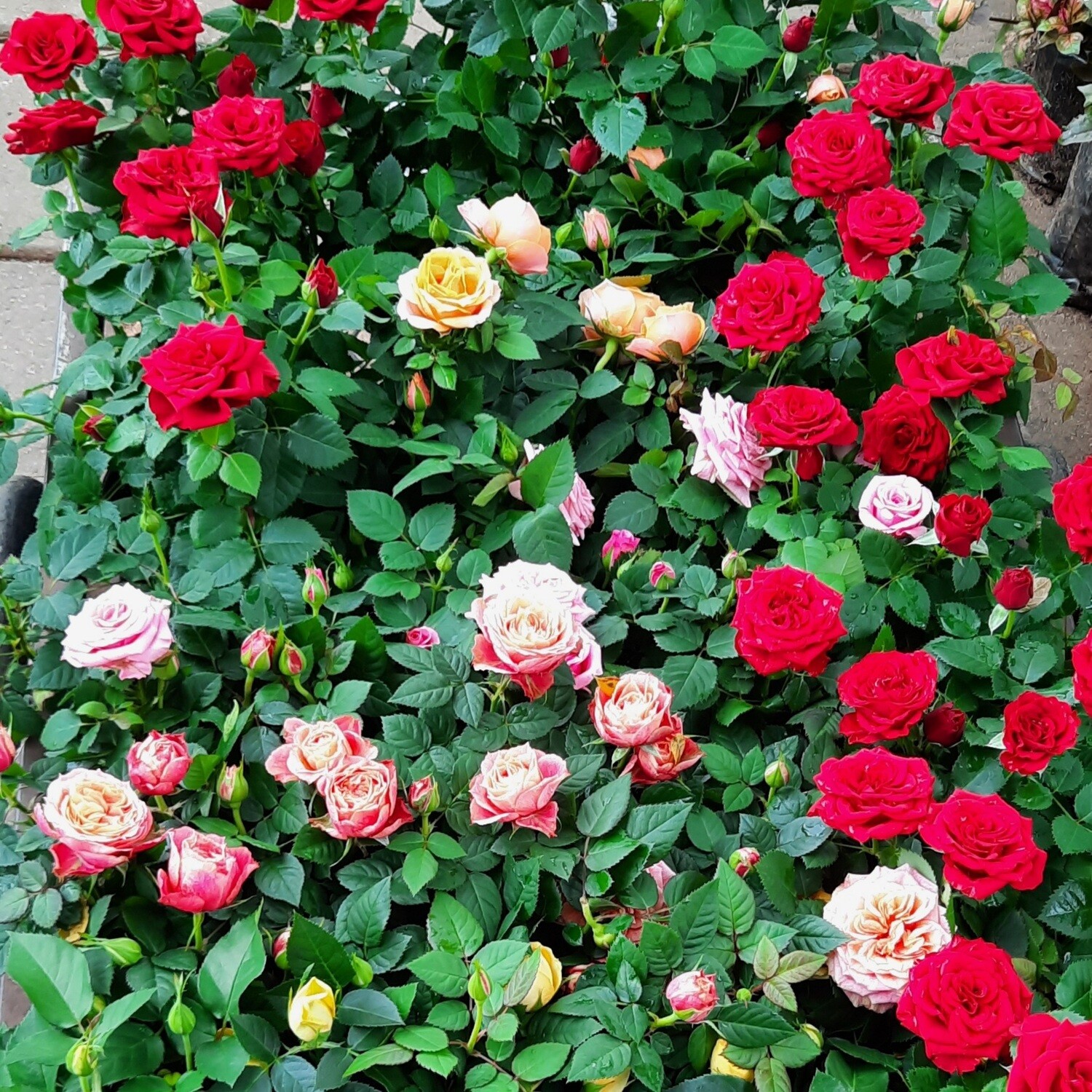 Rose Mixed Colours 14cm Pot