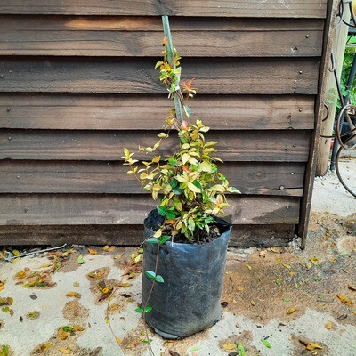 Asian Star Jasmine (Trachelospermum Asiaticum) 4L