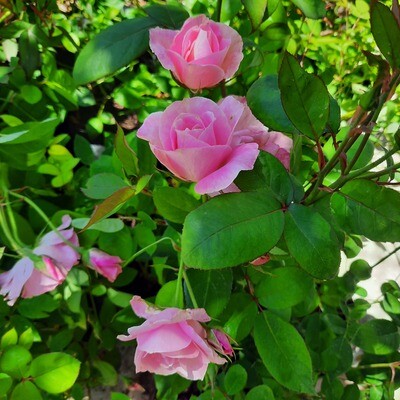 Simplicity Rose Bush 4L