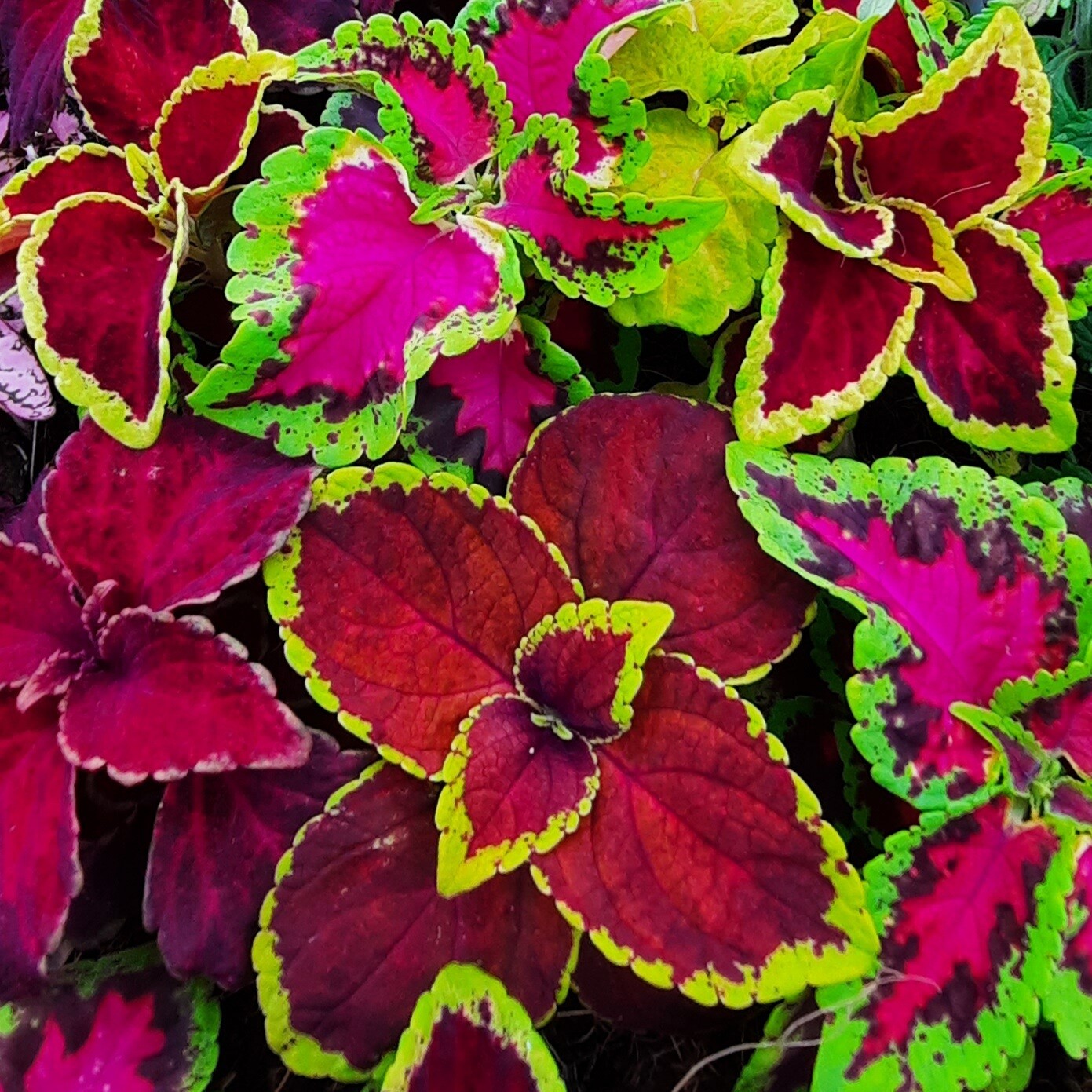 Coleus Mixed Colours Seedlings 6 Pack