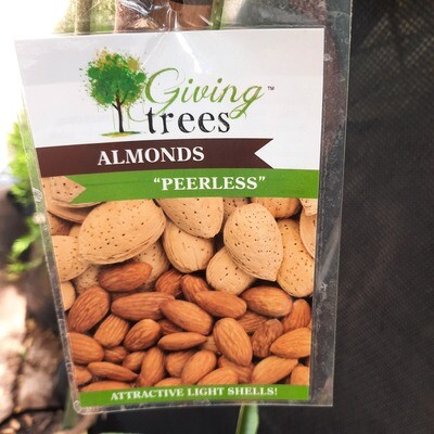 Almond "Peerless" 10L