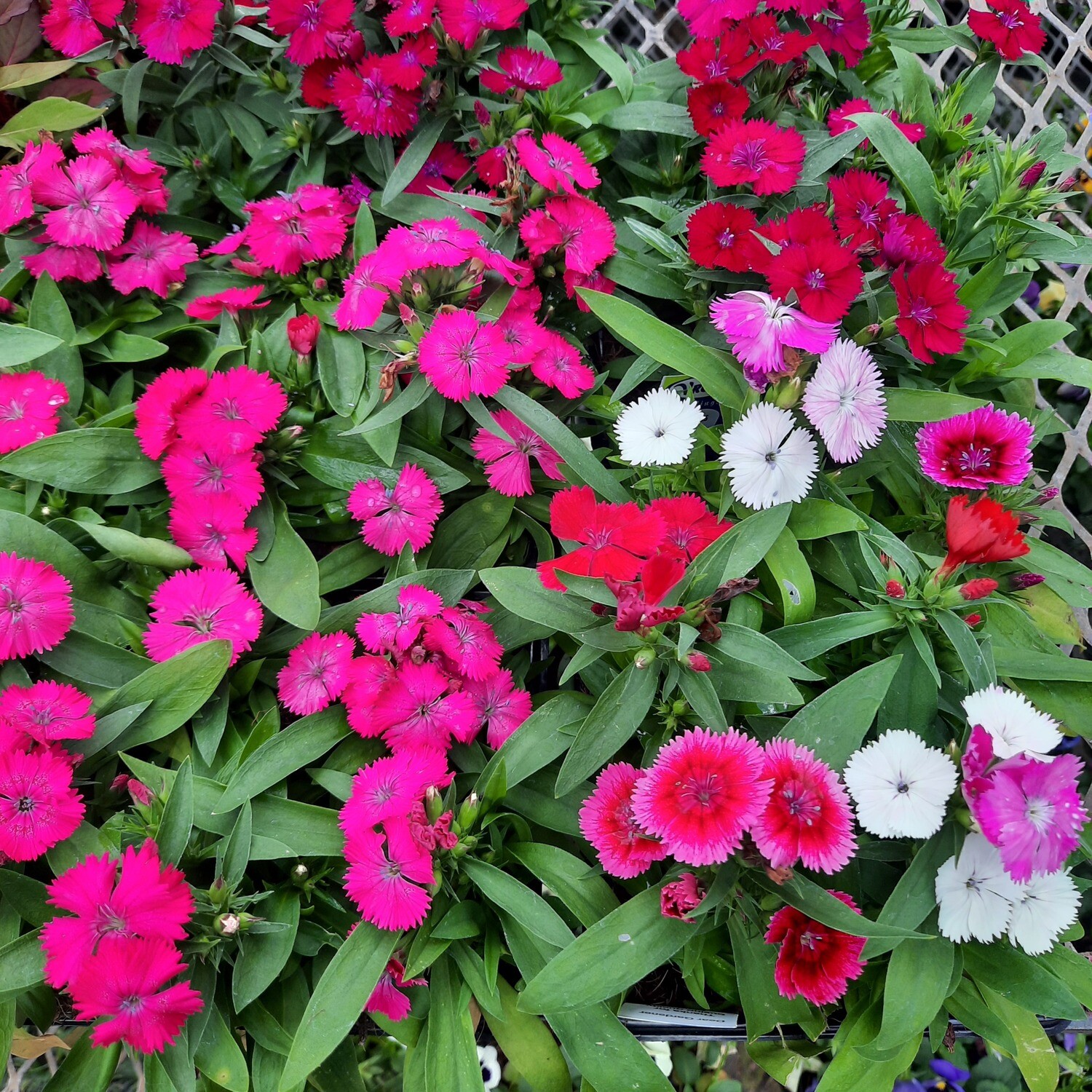 Dianthus Mixed Colours Seedlings 6 Pack