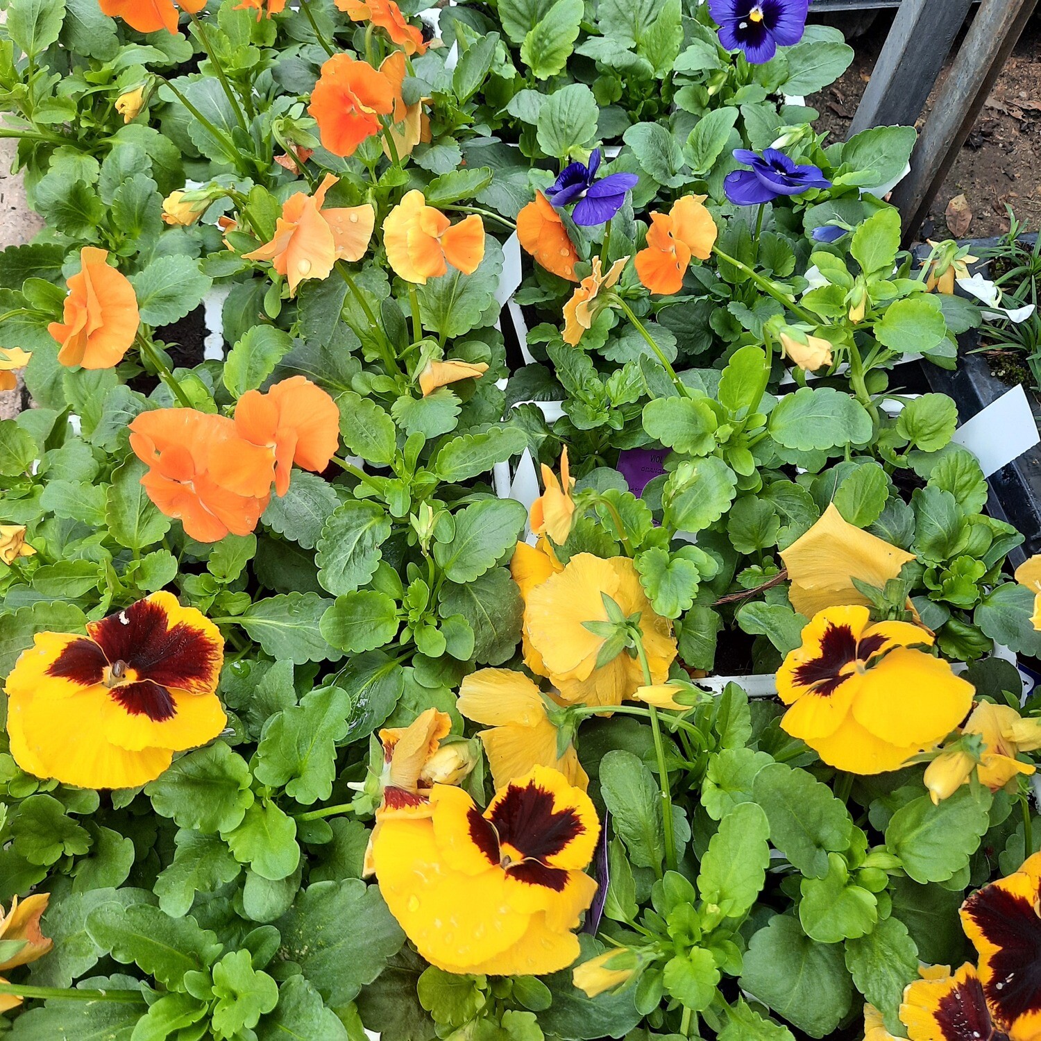 Pansy Mixed Colours Seedlings 6 Pack