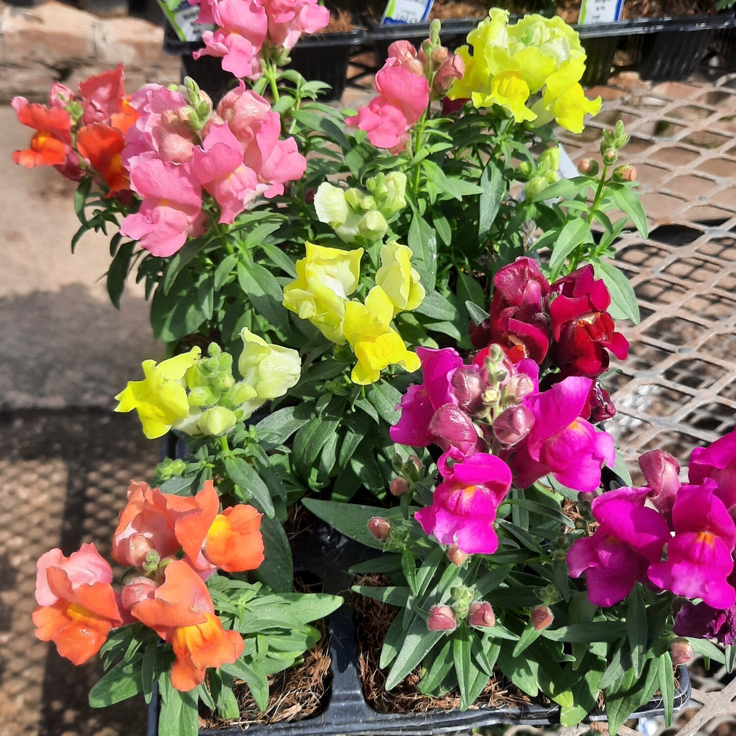 Antirrhinum (Snapdragon) Mixed Colours Seedlings 6 Pack