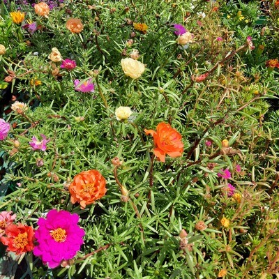 Portulaca (Vygie) Mixed Colours Seedlings 6 Pack