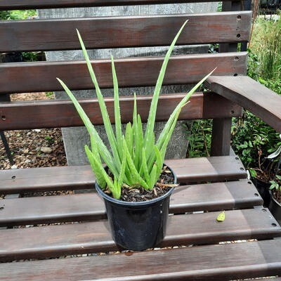 Aloe Vera 17cm Pot