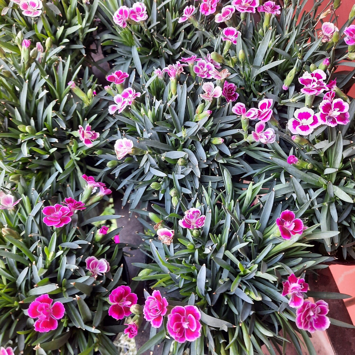 Dianthus &quot;Pink Kisses&quot; 12cm Pot