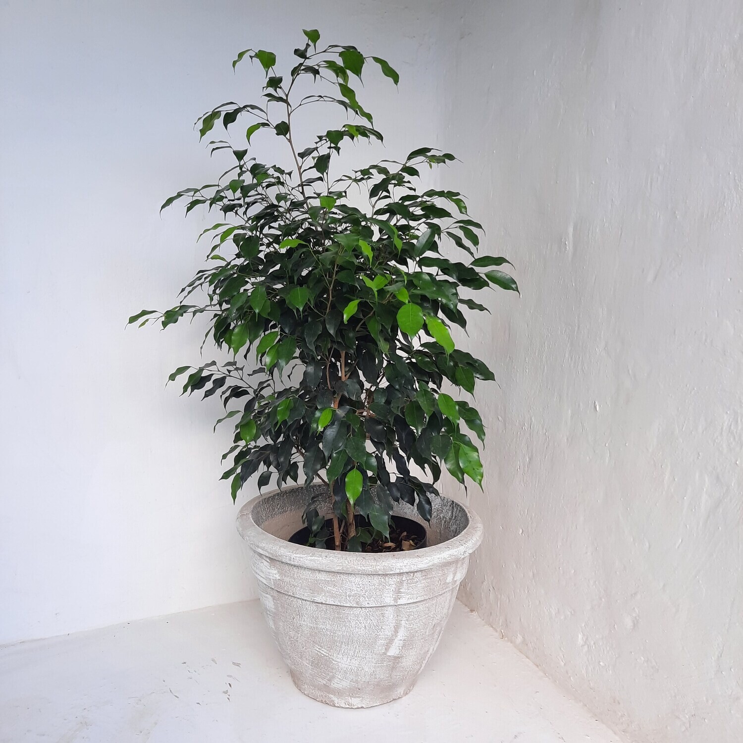 Constantia Bowl Planter - H360mm x W540mm - 20kg