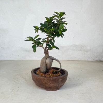 Acacia Bonsai Round Planter Brown Clay Finish - H85mm x W220mm - 2.5kg