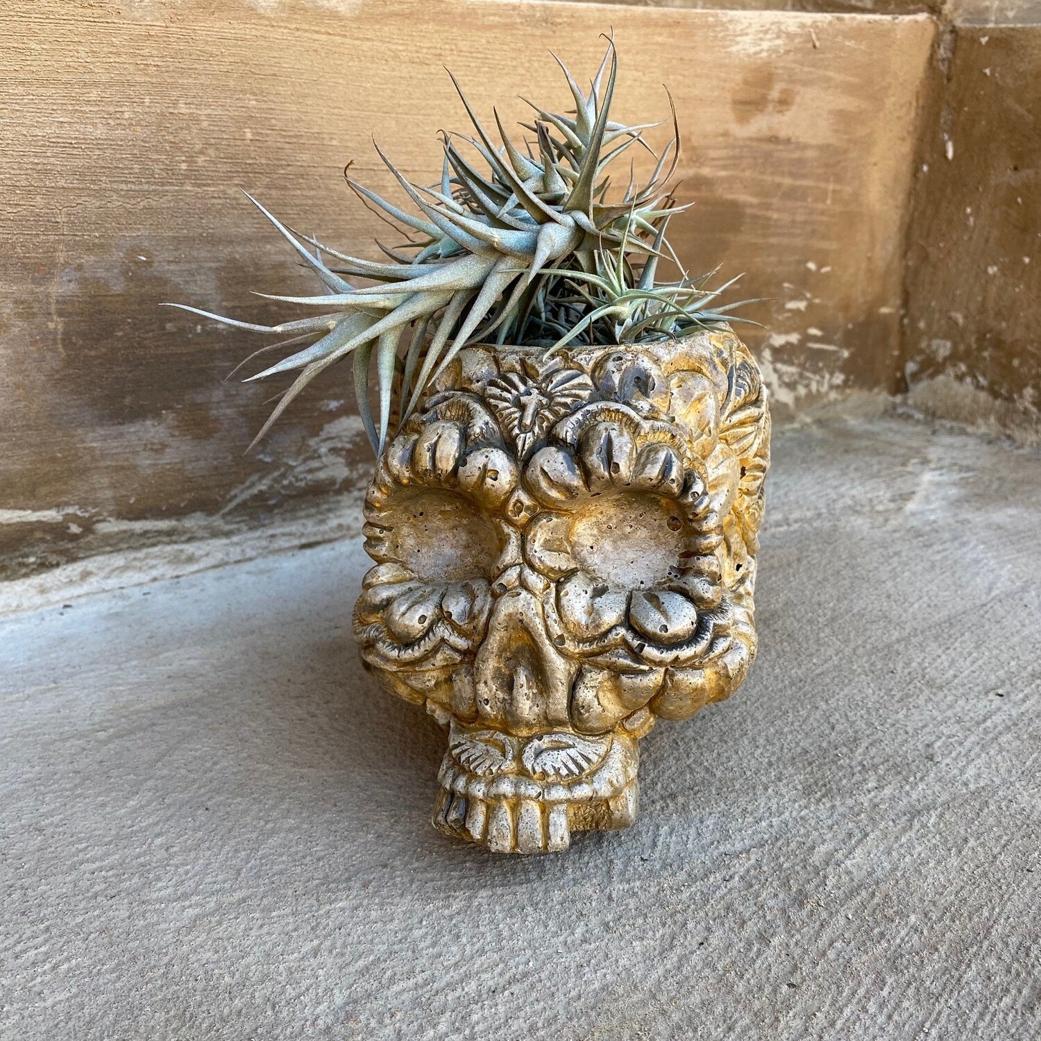 Sugar Skull Planter With Air Plant Antique Amber Finish - H130mm x W135mm - 3kg