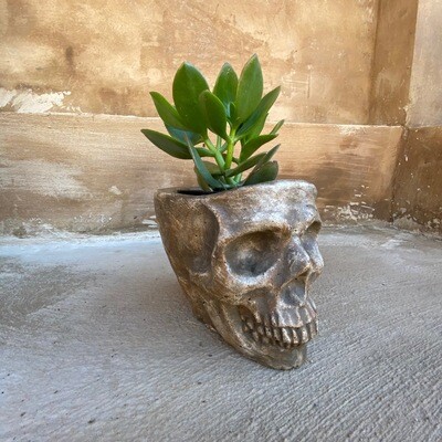 Plain Skull Planter Large Antique Amber Finish - H135mm x W135mm