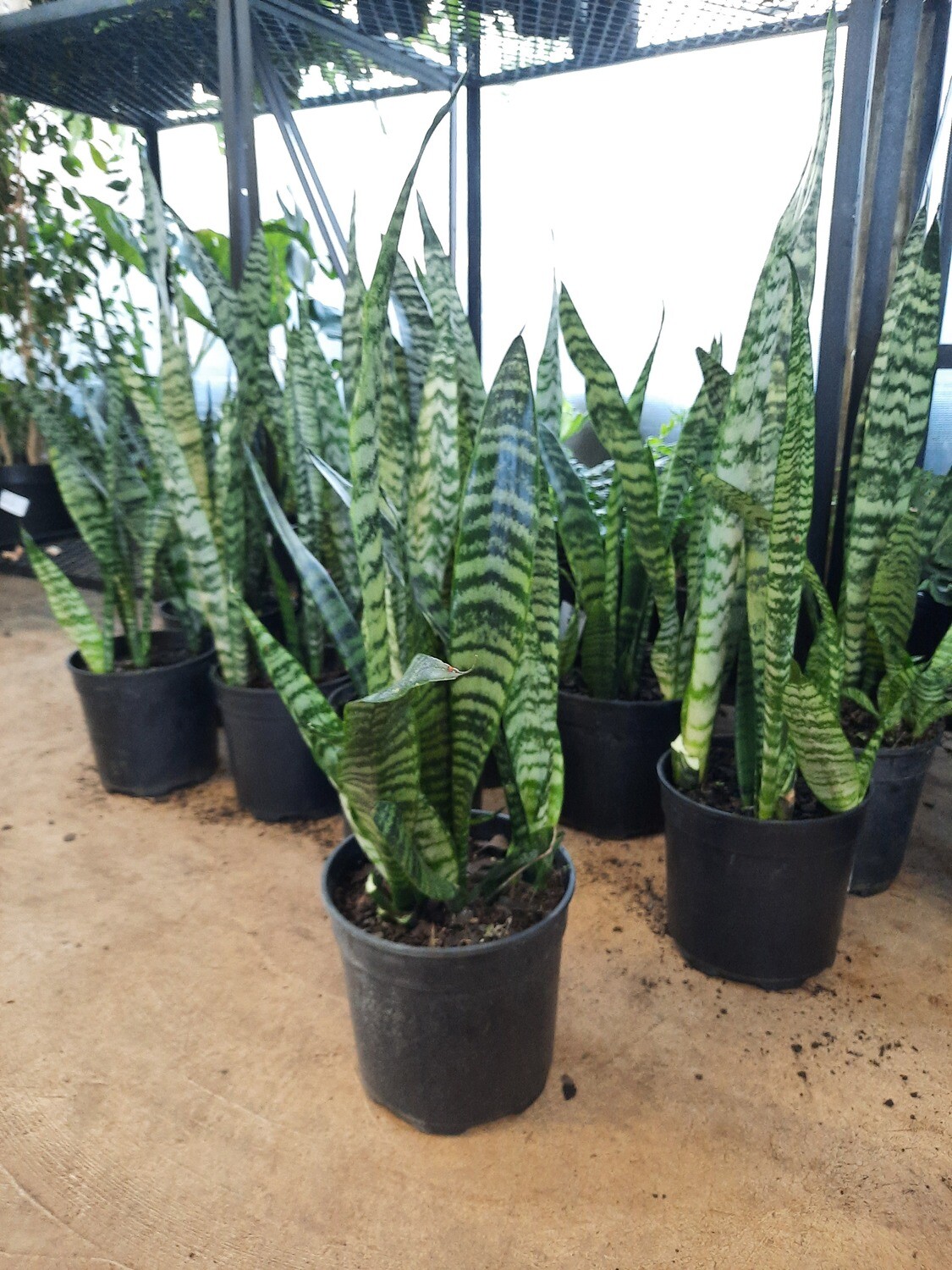 Sansevieria Green 19cm