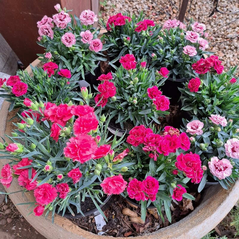 Dianthus Mixed Colours 15cm Pot
