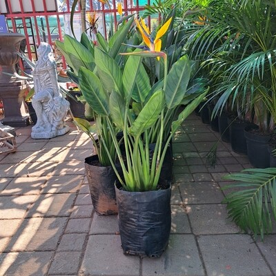 Strelitzia Reginea Large Plants 20 Liters
